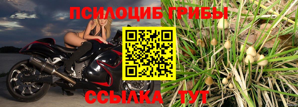 Галлюциногенные грибы Psilocybe Кашира